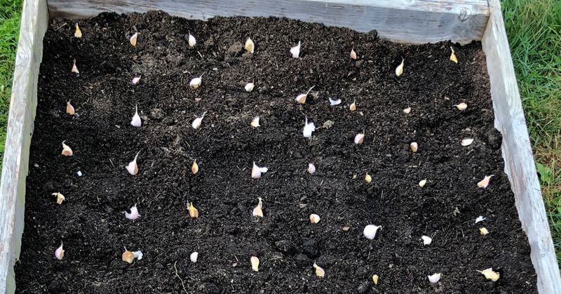 Plant individual cloves with room to grow