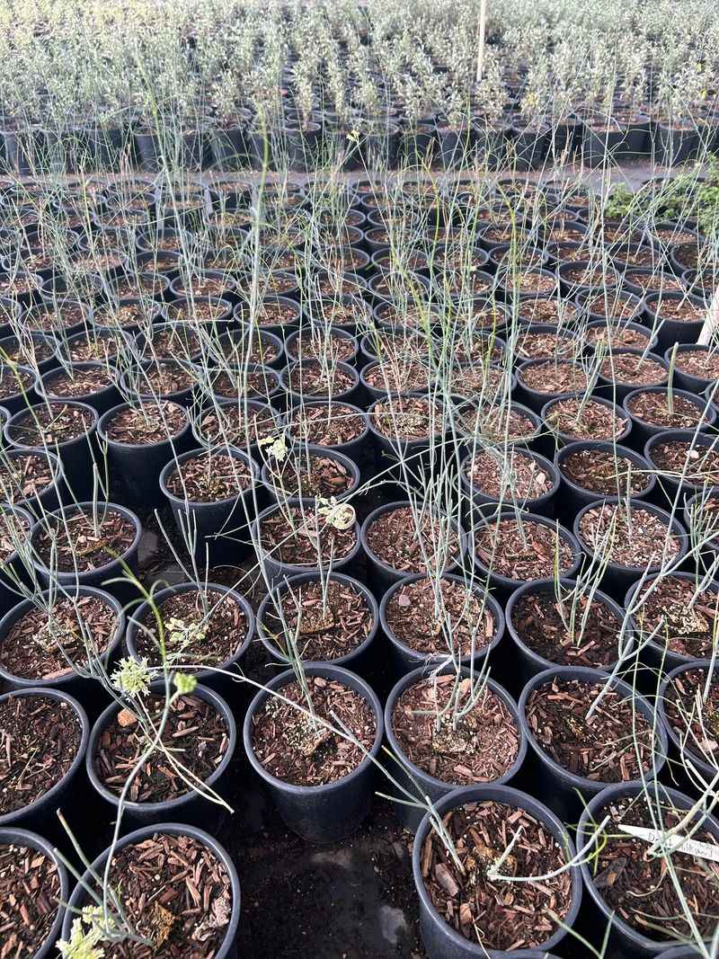 Plant when roots can establish before the heat