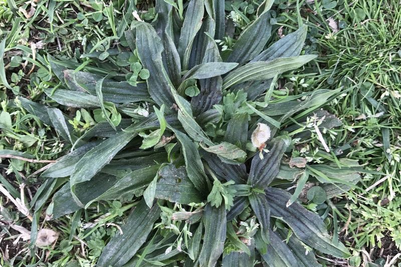 Plantain And Goosegrass Show Up Too