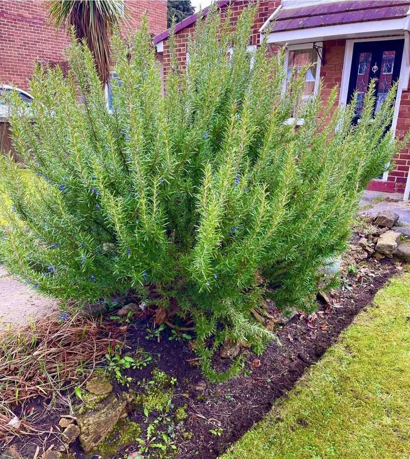 Planting A Deer-Resistant Border