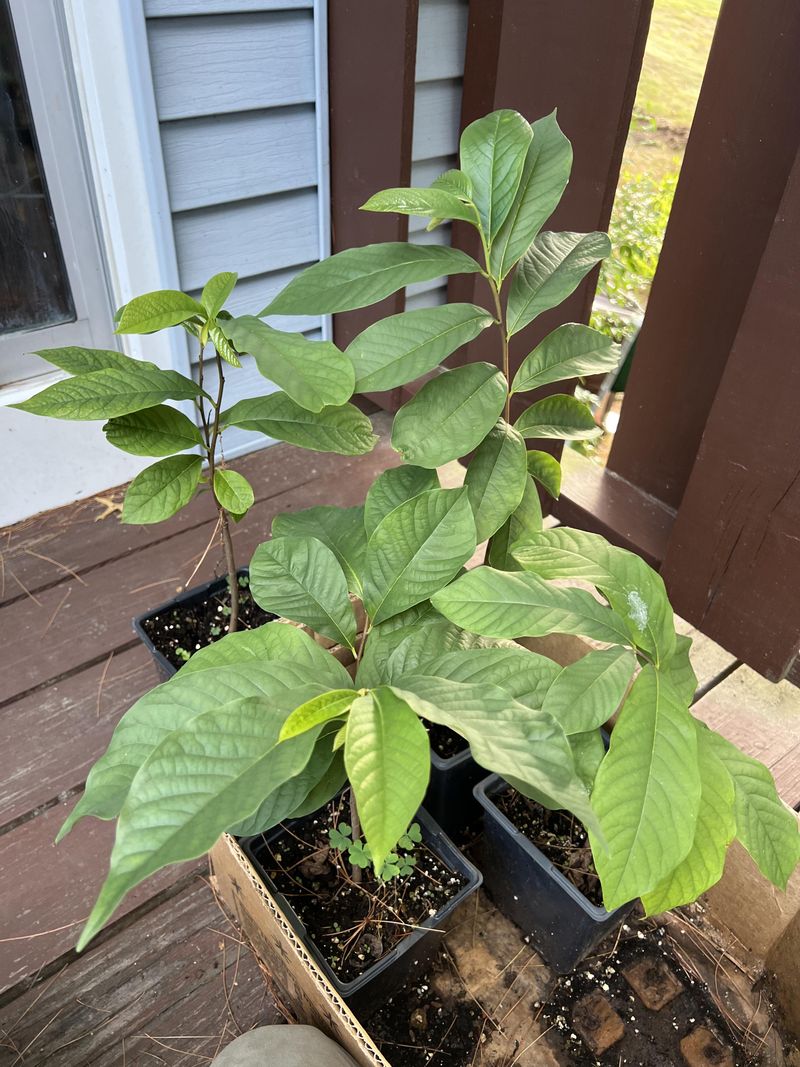 Planting A Pawpaw In Your Yard