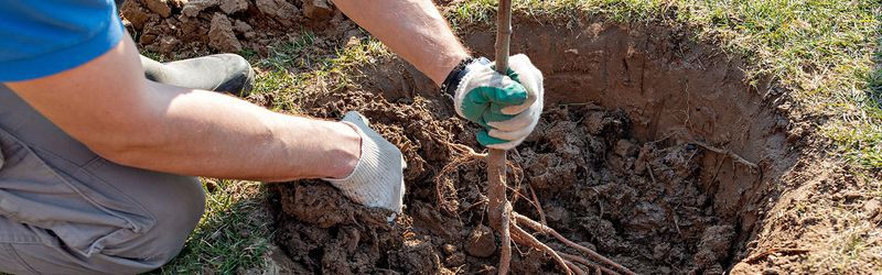 Planting A Tree Or Shrub Counts