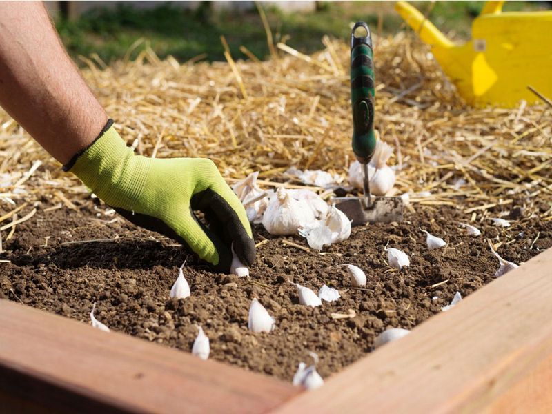 Planting After Soil Cools Lets Roots Form Without Much Top Growth