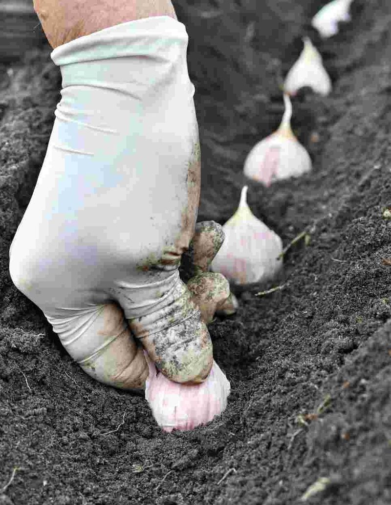 Planting At The Right Depth Supports Healthy Growth Planting At The Right Depth Supports Healthy Growth