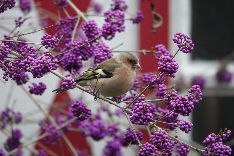 Planting Beautyberry In Your Own Yard Planting Beautyberry In Your Own Yard