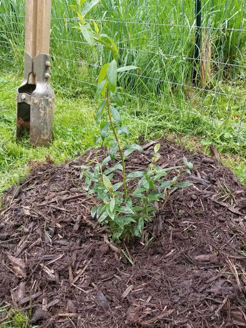 Planting Blueberries At The Right Depth Matters More Than You Expect