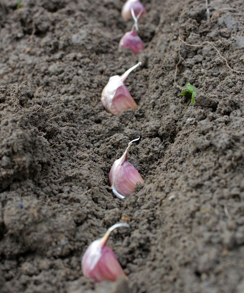Planting Cloves Before The Soil Cools Down Planting Cloves Before The Soil Cools Down