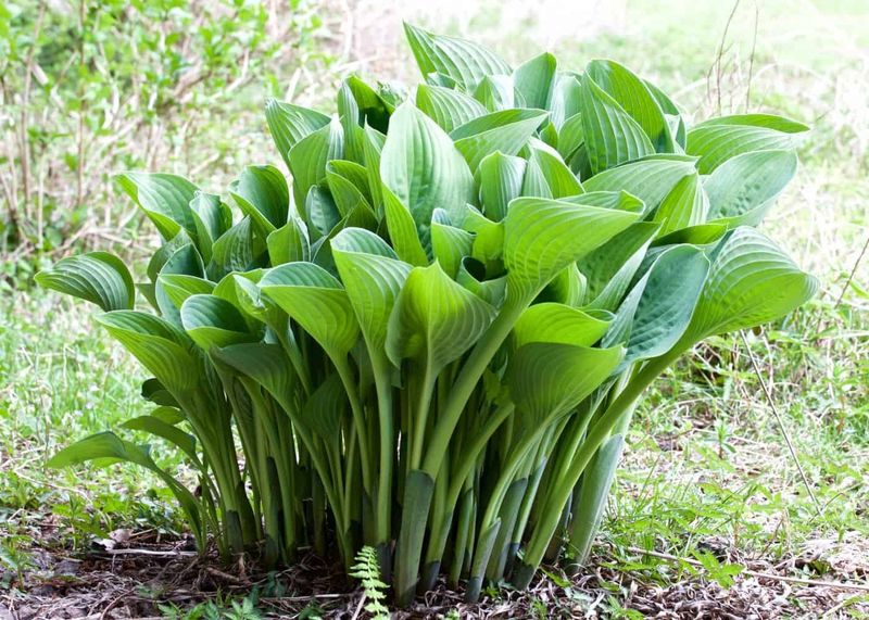 Planting Crowns Too Deep