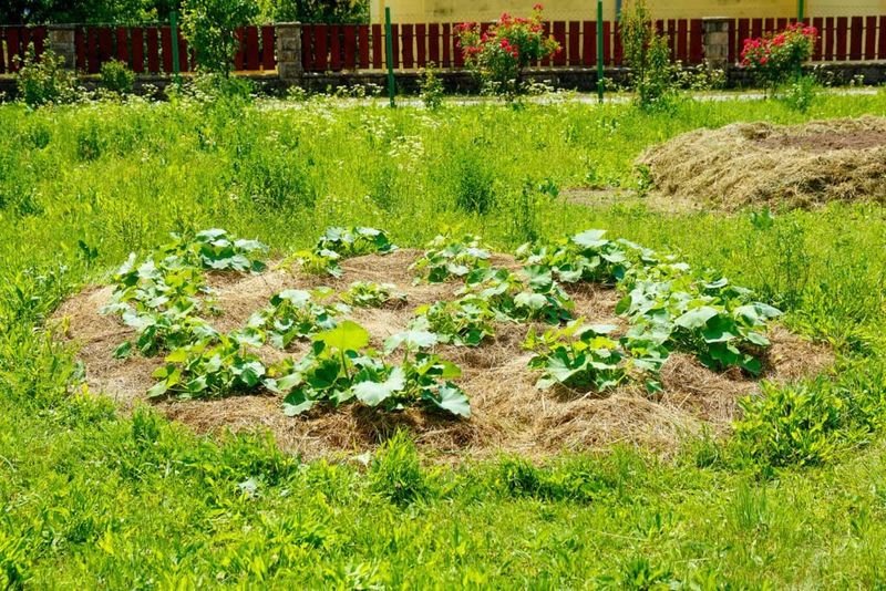 Planting Date Changes The Clock Planting Date Changes The Clock