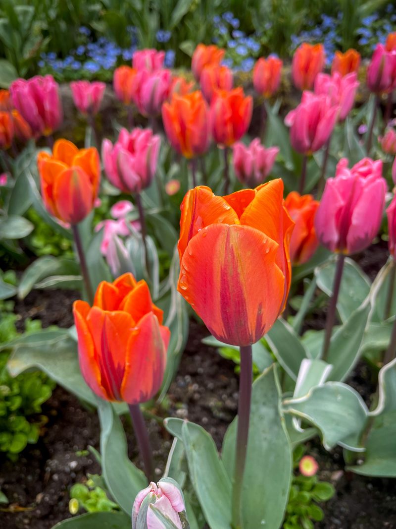 Planting Dates Depend On Winter Conditions And Bulb Preparation Planting Dates Depend On Winter Conditions And Bulb Preparation