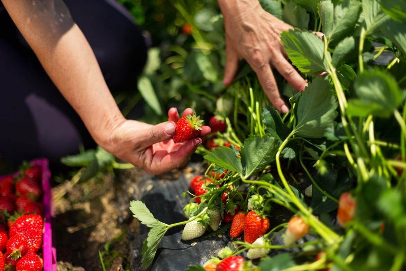 Planting Dates That Matter Most Planting Dates That Matter Most