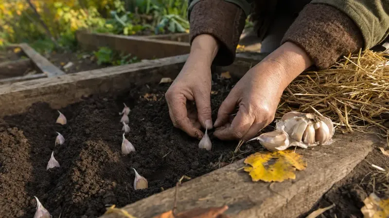 Planting Day Takes Less Time Than You Expect