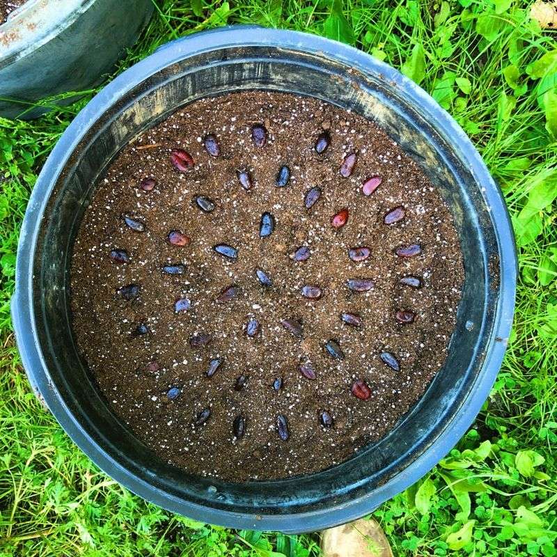 Planting Depth For Large Flat Seeds Planting Depth For Large Flat Seeds