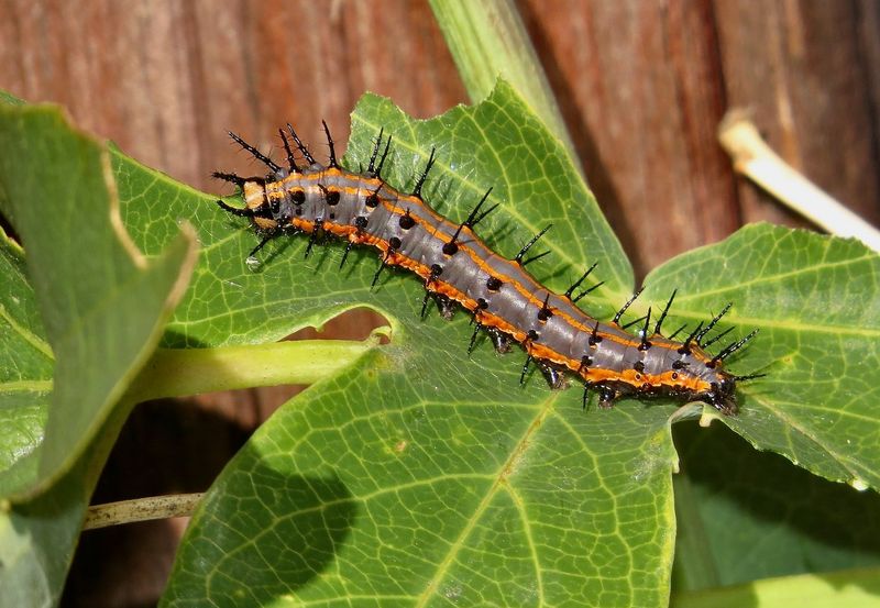 Planting Extra Passionflower Lets You Share With The Caterpillars