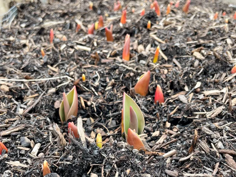 Planting In Fall Gives Bulbs Time To Establish Roots Planting In Fall Gives Bulbs Time To Establish Roots
