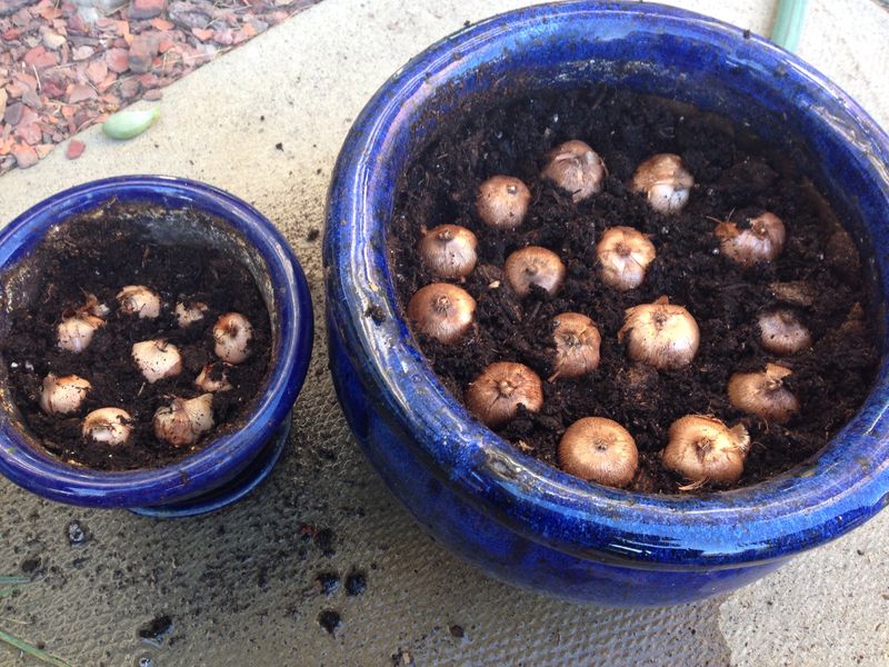 Planting In Groups Creates A Bigger Show