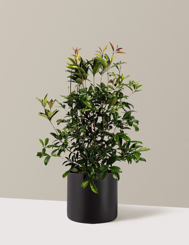 Planting Know-How For A Happy Shrub Planting Know-How For A Happy Shrub