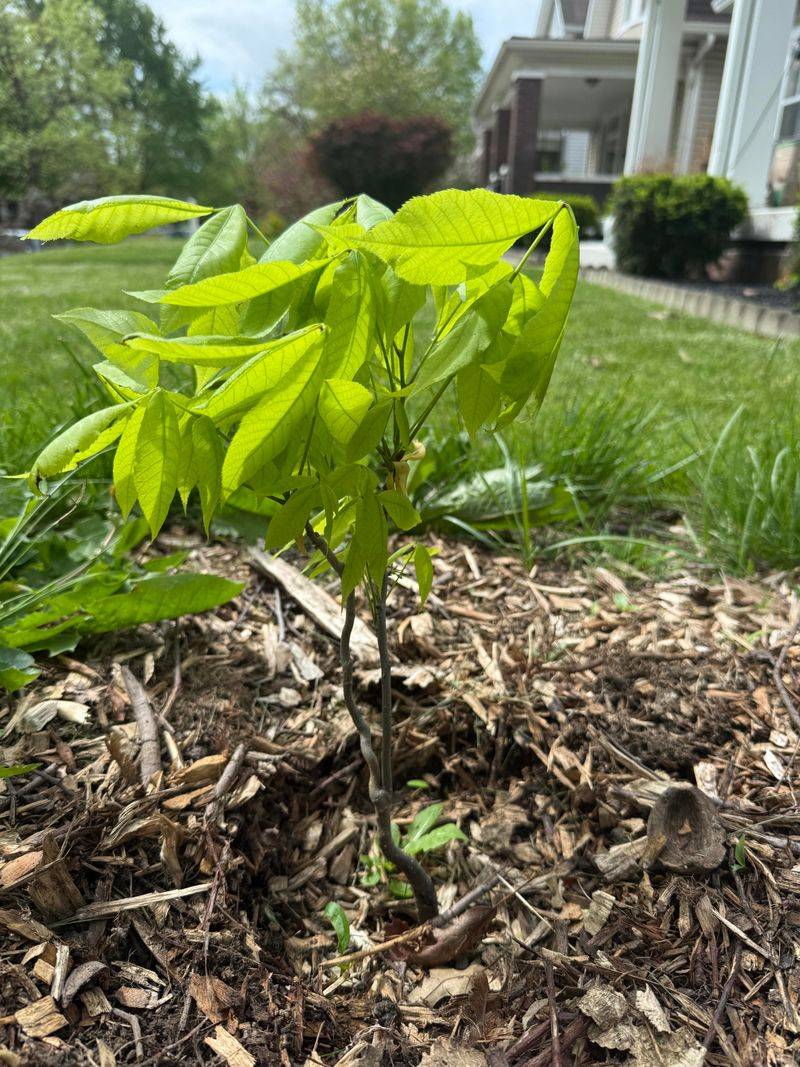 Planting Mistakes Worth Skipping