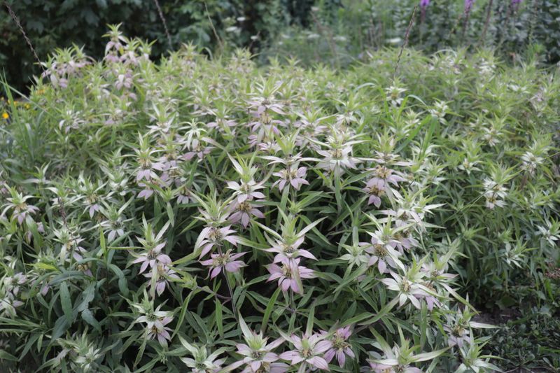 Planting Native Horsemint Can Help