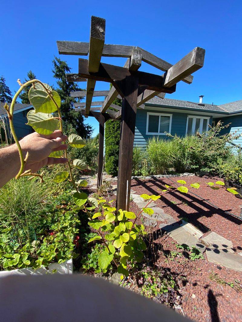 Planting Only One Vine Is The Most Common Mistake Planting Only One Vine Is The Most Common Mistake