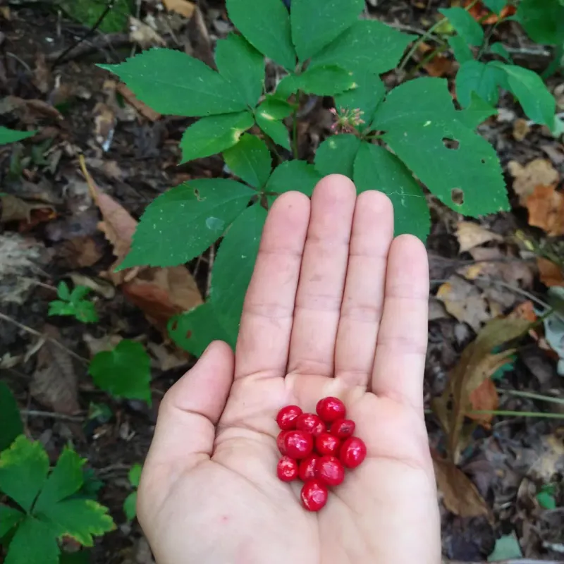 Planting Ripe Red Berries Back In The Soil Planting Ripe Red Berries Back In The Soil