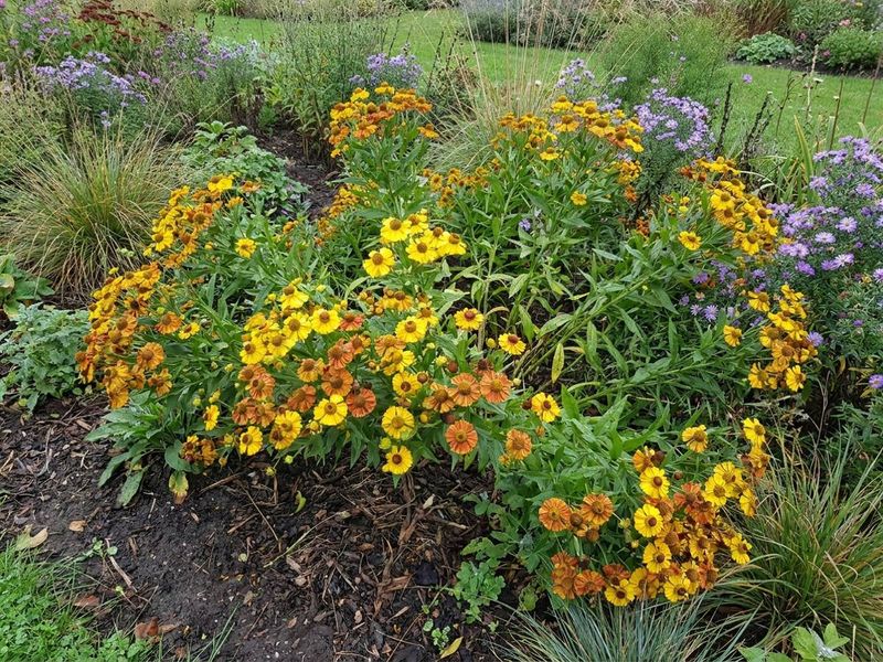 Planting Sneezeweed Step By Step
