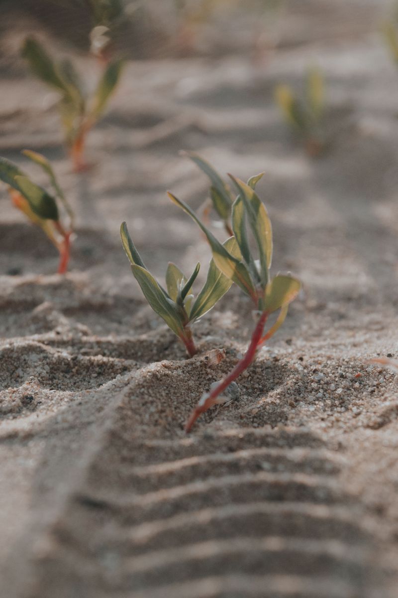 Planting Straight Into Unamended Sand Is The Mistake Planting Straight Into Unamended Sand Is The Mistake