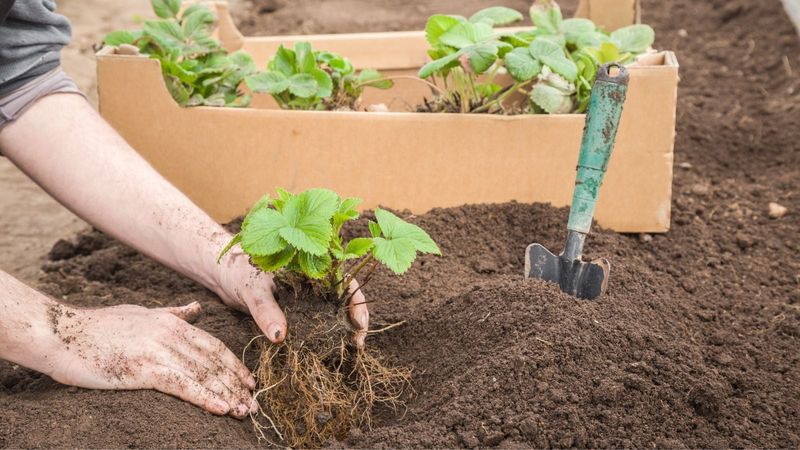 Planting Strawberry Crowns The Right Way Planting Strawberry Crowns The Right Way