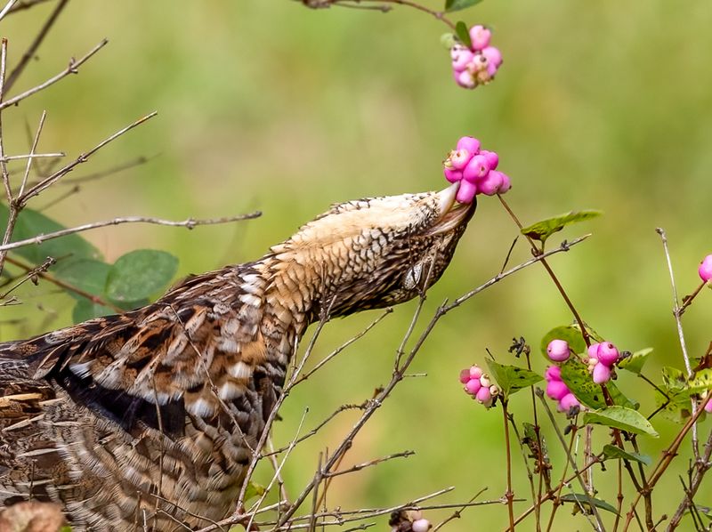 Planting Tips For A Bird-Friendly Yard