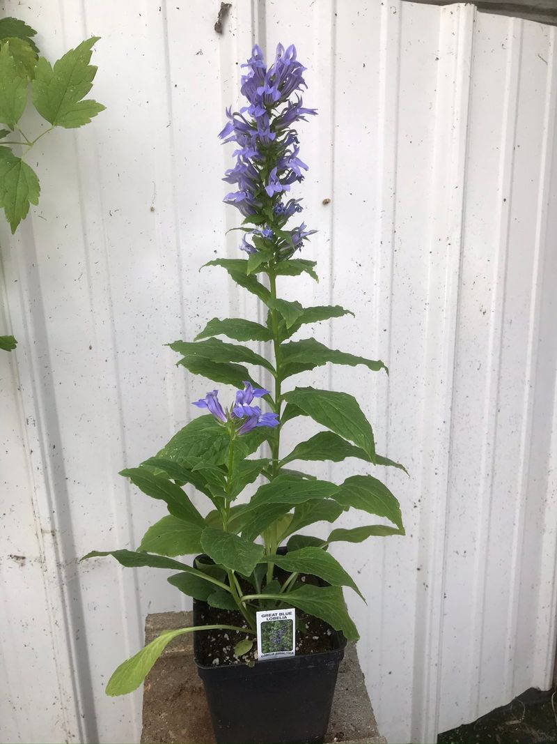 Planting Tips For Gardeners Planting Tips For Gardeners