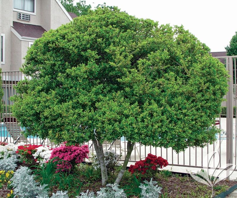 Planting Tips That Work In Texas Soil