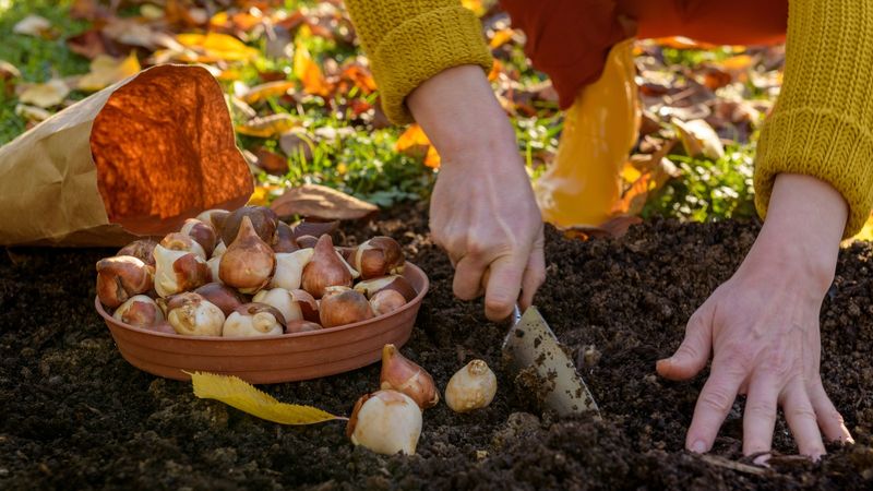 Planting Too Deep Is Not Always Better For Tulips Planting Too Deep Is Not Always Better For Tulips
