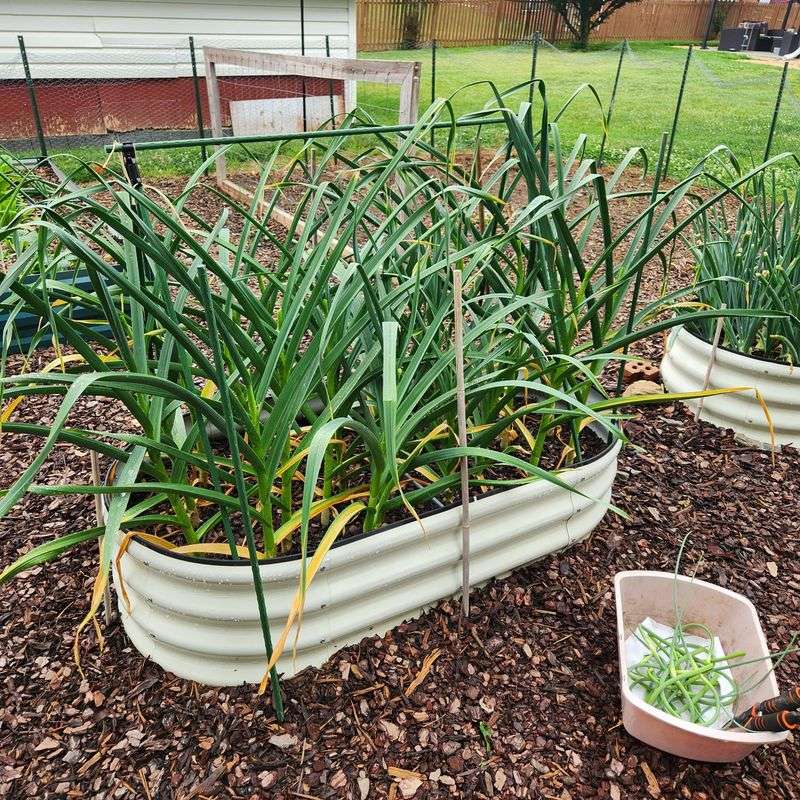 Planting Too Early Risks Tender Top Growth Planting Too Early Risks Tender Top Growth