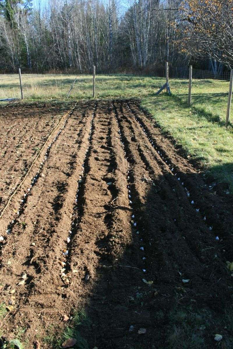 Planting Too Late Leaves Weaker Roots Planting Too Late Leaves Weaker Roots