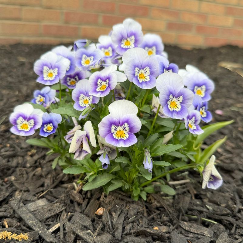 Planting Too Late Means Fewer Winter Flowers