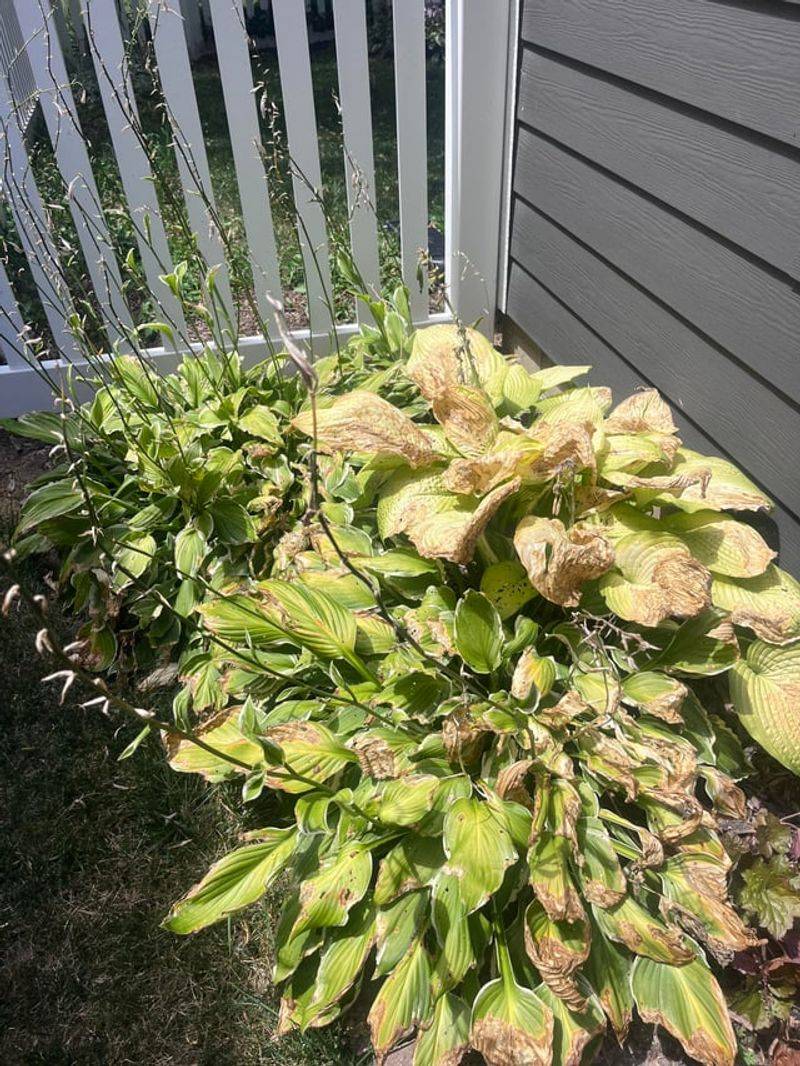 Planting Where Hot Afternoon Sun Hits