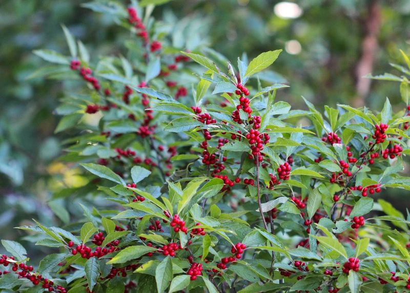 Planting Winterberry In Soggy Or Clay Soil