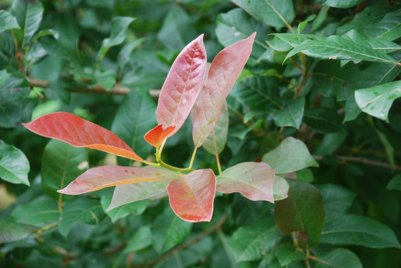 Planting Your Black Gum The Florida Way Planting Your Black Gum The Florida Way