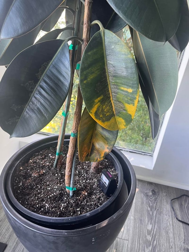 Plants Are Adjusting To A Move Or Less Light Plants Are Adjusting To A Move Or Less Light