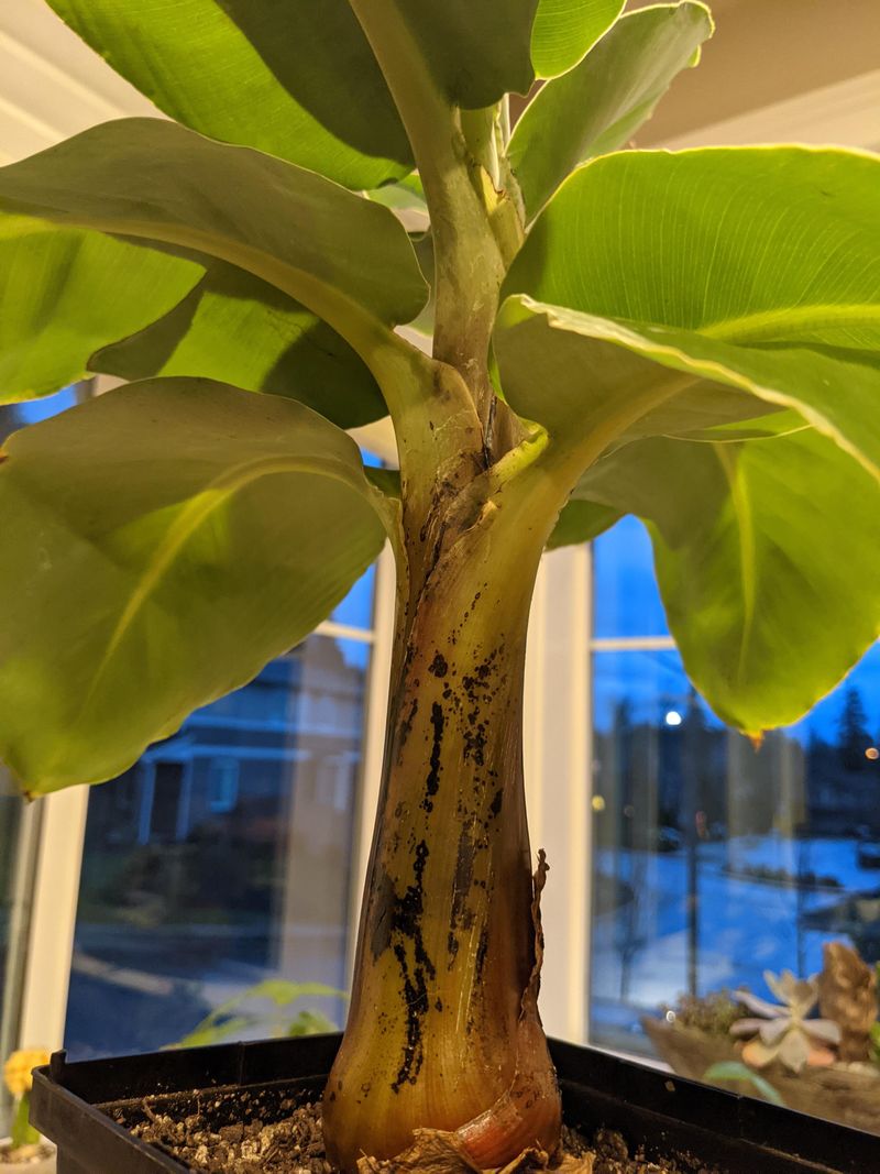 Plants Can Lack Key Nutrients Plants Can Lack Key Nutrients