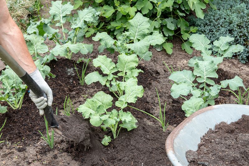 Plants Didn't Get Enough Nitrogen