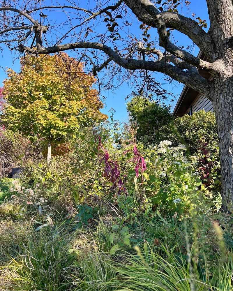 Plants Keep Feeding Their Roots As Foliage Fades