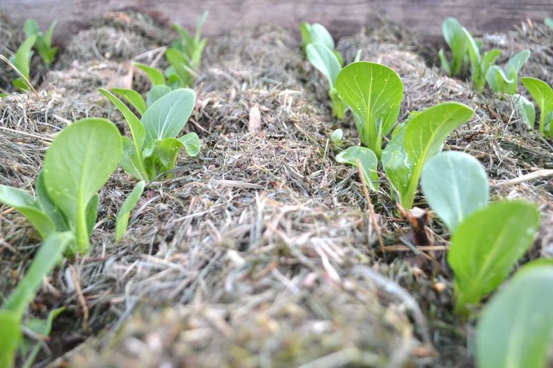 Plants Left Too Long Go To Seed Plants Left Too Long Go To Seed