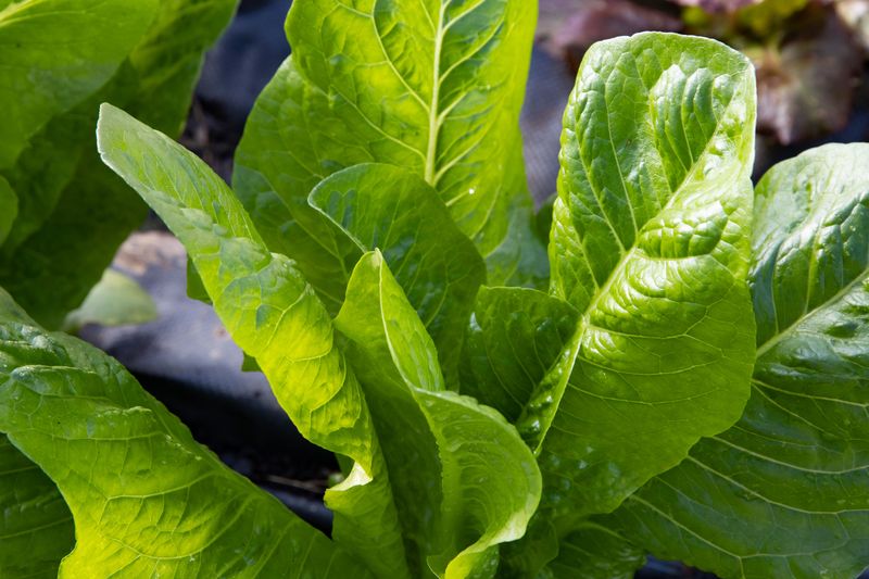 Plants Make Less Food With Fewer Hours Of Light