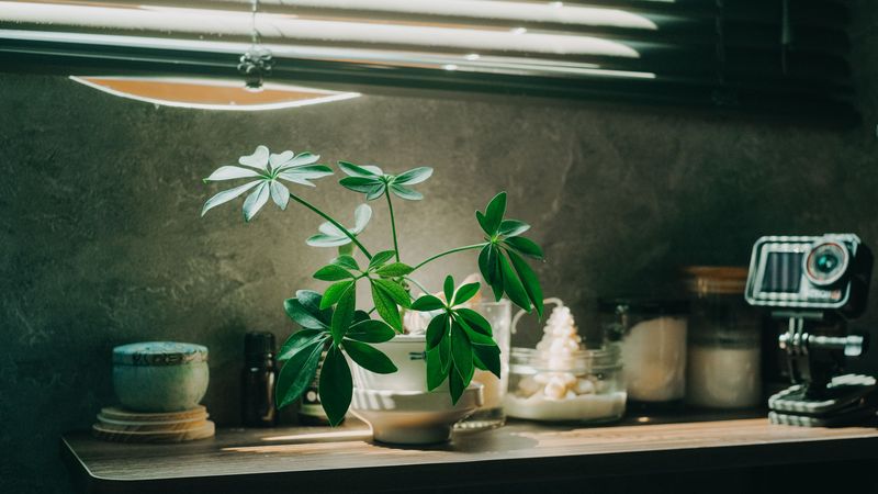 Plants Need Time To Adjust To Indoor Light Plants Need Time To Adjust To Indoor Light