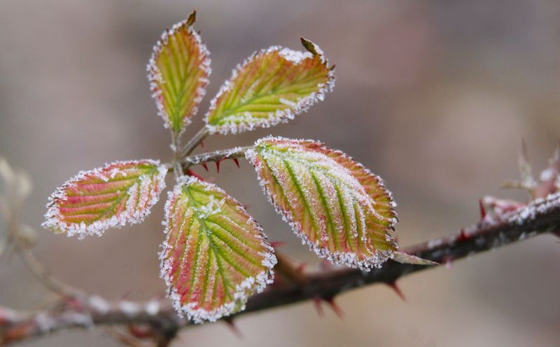 Plants Need Time To Harden For Winter Plants Need Time To Harden For Winter
