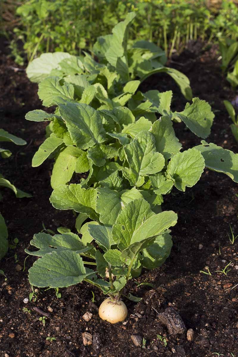 Plants Started To Bolt Plants Started To Bolt