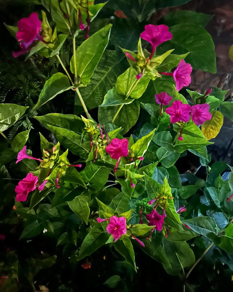 Plants That Return In Spring Can Grow Larger Each Year