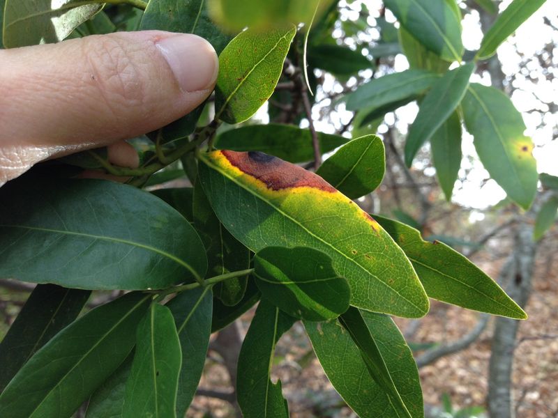 Plants With Ramorum Blight Symptoms Plants With Ramorum Blight Symptoms