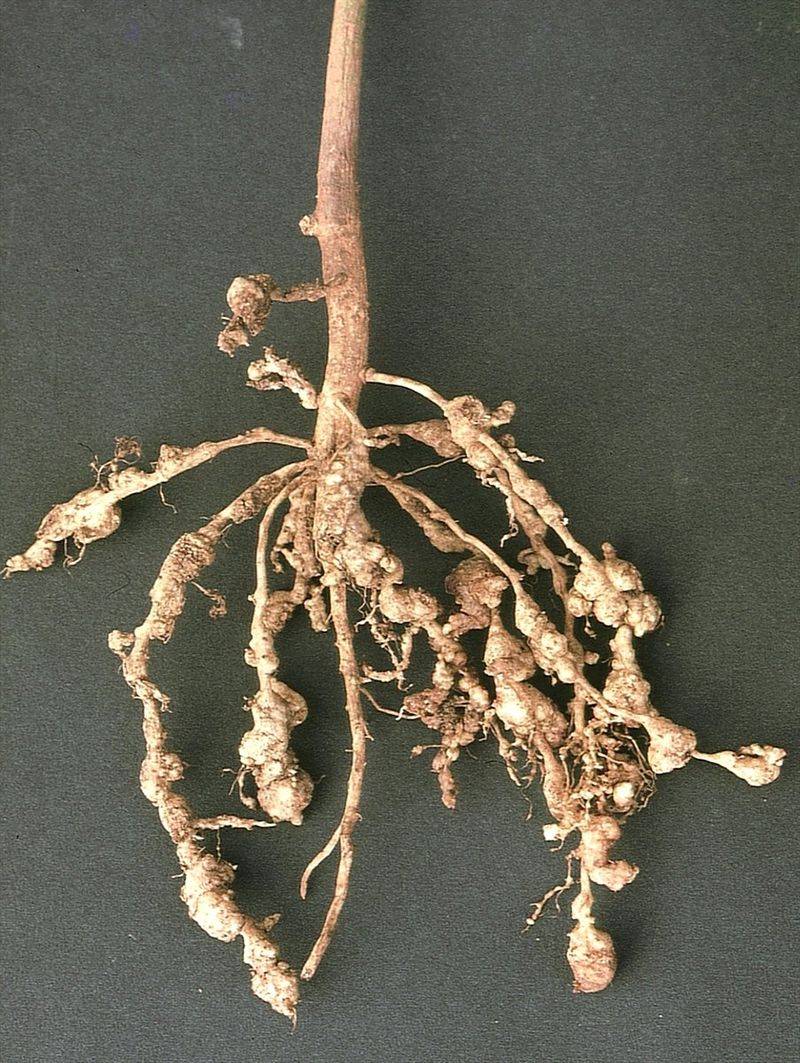 Plants With Root Rot Or Nematode Damage Plants With Root Rot Or Nematode Damage